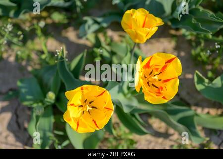 De jolies tulipes rouges et jaunes, symbolisant le printemps vu d'en haut, poussant à l'extérieur dans un champ prêt pour la récolte Banque D'Images