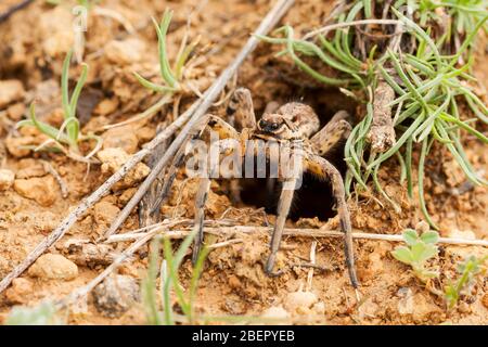 Wolf spider ( Lycosa tarantula ) . de quitter la maison Banque D'Images