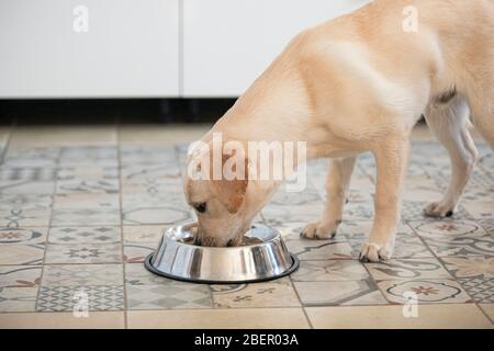 Repas pour animaux de compagnie. Le chien du Labrador mange de la nourriture dans un bol de la cuisine à la maison. Banque D'Images