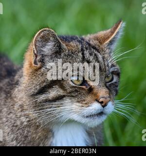 Portrait de Wild Cat Banque D'Images