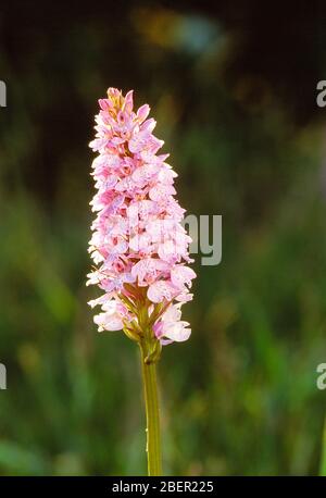 Guernesey. Plantes à fleurs. Fleur d'orchidée sauvage (Dactylorhiza maculata). Banque D'Images