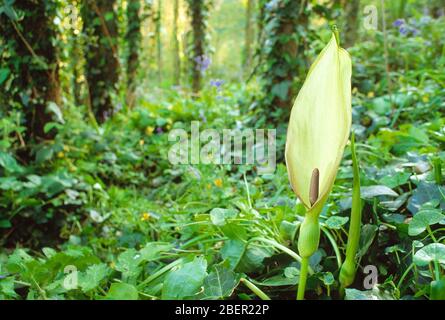 Guernesey. Plantes forestières sauvages. Pint de Cuckoo (Arum maculatum) Banque D'Images