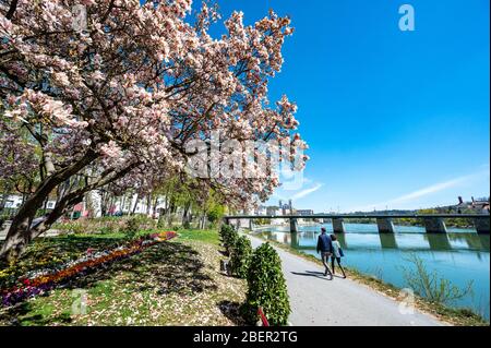 Passau, Allemagne. 15 avril 2020. Un arbre de Magnolia fleurit sur la promenade de l'auberge. Crédit: Armin Weigel/dpa/Alay Live News Banque D'Images