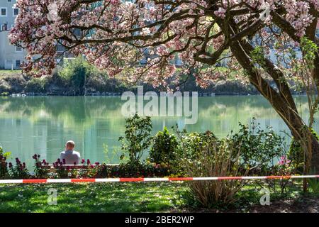 Passau, Allemagne. 15 avril 2020. Un homme est assis sous un arbre de magnolia fleuri sur un banc sur la promenade de l'auberge derrière un ruban adhésif. Crédit: Armin Weigel/dpa/Alay Live News Banque D'Images