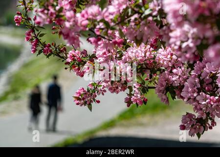 Passau, Allemagne. 15 avril 2020. Un arbre fleurit sur la promenade de l'auberge. Crédit: Armin Weigel/dpa/Alay Live News Banque D'Images