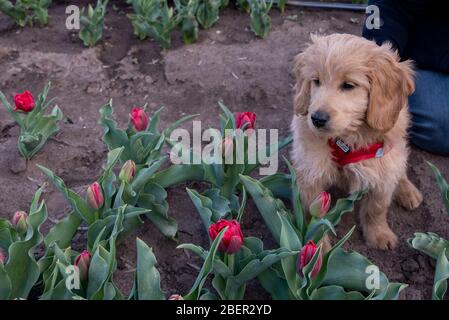 Schwaneberg, Allemagne. 13 avril 2020. Un mini-Goldendoodle se trouve dans un champ de tulipes. Il a été créé par la société Degenhardt, qui produit des bulbes de tulipes. Pour un petit supplément, n'importe qui peut prendre un bouquet de fleurs. Crédit: Stephan Schulz/dpa-Zentralbild/ZB/dpa/Alay Live News Banque D'Images