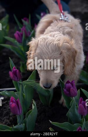 Schwaneberg, Allemagne. 13 avril 2020. Un mini-Goldendoodle se trouve dans un champ de tulipes. Il a été créé par la société Degenhardt, qui produit des bulbes de tulipes. Il existe un champ spécial pour les passants pour les choisir eux-mêmes. Pour un petit prix, tout le monde peut prendre un bouquet de fleurs. Crédit: Stephan Schulz/dpa-Zentralbild/ZB/dpa/Alay Live News Banque D'Images