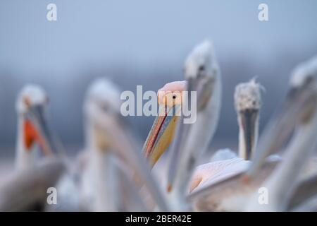 Pélicans, lac Kerkini, Grèce Banque D'Images