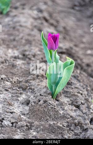 Schwaneberg, Allemagne. 13 avril 2020. Une tulipe violette se tient dans un champ. Crédit: Stephan Schulz/dpa-Zentralbild/ZB/dpa/Alay Live News Banque D'Images