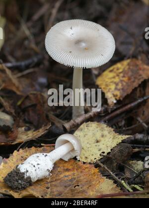 Amanita vaginata, connue sous le nom de grisette, un champignon sauvage comestible de Finlande Banque D'Images