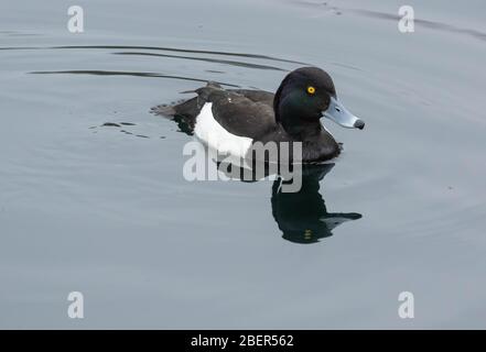 Un seul canard touffé (Royaume-Uni) nageant sur un lac. Banque D'Images