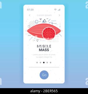 anatomie des muscles humains concept de masse musculaire de santé écran smartphone application mobile copie espace vecteur illustration Illustration de Vecteur