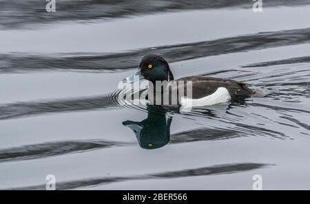 Un seul canard touffé (Royaume-Uni) nageant sur un lac. Banque D'Images