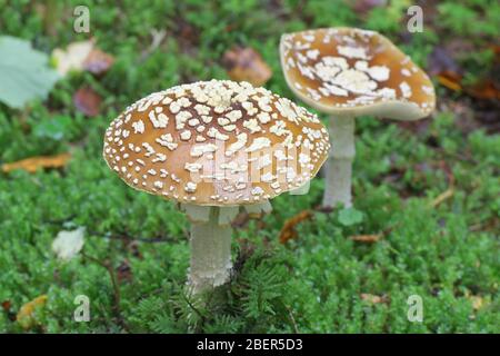 Amanita muscaria, connu sous le nom de fly fly agaric ou amanita, un champignon vénéneux de Finlande Banque D'Images