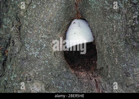 Volvariella bombycina, connu comme le fourreau soyeux, soyeux rosegill, argent-paille de soie, de champignons ou de champignons d'arbres, à partir de la Finlande aux champignons sauvages Banque D'Images