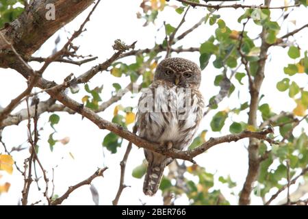 Perché sur une branche haute, un owlet barré africain observe le photographe (Afrique du Sud) Banque D'Images