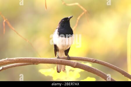 Magpie-Robin indienne sur la branche Banque D'Images