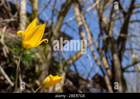 Vue latérale de très rares tulipes sauvages jaunes, Tulipa sylvestris ou Weinberg Tulpe Banque D'Images