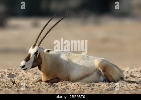 Oryx arabe sur une dune de sable dans un désert à Bahreïn Banque D'Images