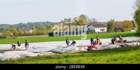 Altötting, Allemagne-15 avril 2020: Les travailleurs migrants d'Europe orientale aident pendant la récolte des aspartirgus. Banque D'Images