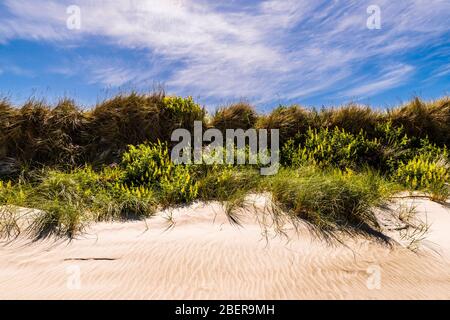 Fleurs et arbustes de plage sur Ocean View Beach, Dunedin, Otago, Nouvelle-Zélande Banque D'Images