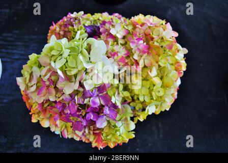 fleur d'horlangea multicolore dans un fleuriste Banque D'Images