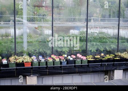 Montréal, Québec, Canada. 15 avril 2020. Un jardin ouvre aujourd'hui pour la première fois en plus d'un mois, après que la province de Québec les a inclus dans les entreprises essentielles autorisées à fonctionner Banque D'Images