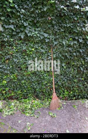 Jardin de la salle de ponte contre une haie verte ivy; Banque D'Images