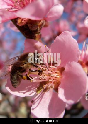 Abeille sur les étamines de fleurs de pêche, abeille sur les insectes roses de pêche sur les fleurs de pêche roses, arbre de pêche dans le jardin, insecte sur la macro de fleur, Banque D'Images