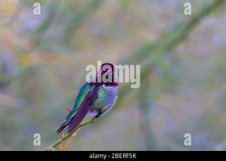 Homme Hummingbird d'Anna perché dans l'arbre Banque D'Images