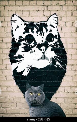 chat britannique de shorthair dans une ruelle avec des graffitis de chat Banque D'Images