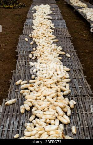 De nombreux petits doigts de banane pelés non commerciaux se sentent secs au soleil, Bagan, Myanmar. Banque D'Images