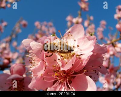 Abeille sur les étamines de fleurs de pêche, abeille sur les insectes roses de pêche sur les fleurs de pêche roses, arbre de pêche dans le jardin, insecte sur la macro de fleur, Banque D'Images