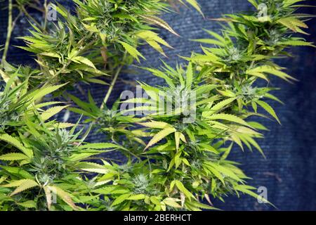 Plante de cannabis cultivé à la maison. Banque D'Images
