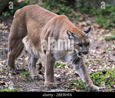 Panther Florida animal vue de profil rapprochée, la nourriture avec un fond de feuillage tout en affichant le corps, la tête, les oreilles, les yeux, le nez, les pattes, la queue dans son envi Banque D'Images