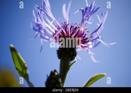 Vue en angle bas sur la tête isolée de la fleur de maïs violette (centaurea cyanus) contre le ciel bleu (foyer sur le pollen au centre) Banque D'Images