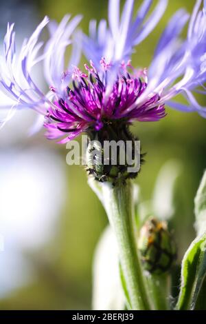 Vue en angle bas sur la tête isolée de la fleur de maïs violette (centaurea cyanus) dans le jardin (foyer sur le bourgeon) Banque D'Images