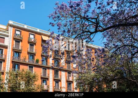 Arbres À Fleurs Violettes Dans Le Centre De Barcelone En Espagne Banque D'Images