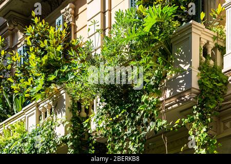 Architecture de bâtiment de la Facade ancienne avec beaucoup de végétation verte surcultivée dans la ville de Barcelone, en Espagne Banque D'Images