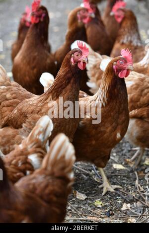 Un éleveur de volaille portant des bottes en caoutchouc se promenant parmi une foule de poules vieillissantes sur une ferme de volaille dans le Oxfordshire. Banque D'Images