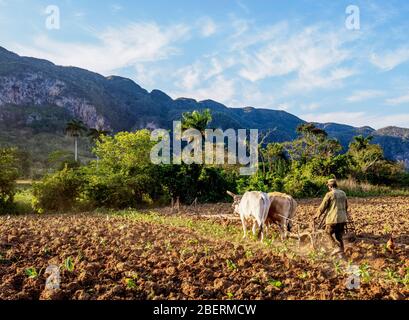 Labour traditionnel dans la vallée de Vinales, site classé au patrimoine mondial de l'UNESCO, province de Pinar del Rio, Cuba Banque D'Images