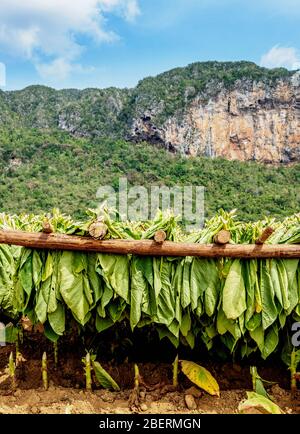 Le tabac laisse sécher sur le terrain, Vinales Valley, site classé au patrimoine mondial de l'UNESCO, Pinar del Rio Province, Cuba Banque D'Images