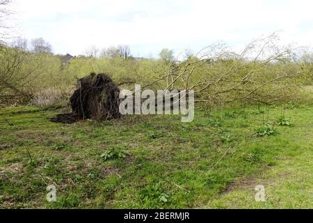 Un arbre déraciné près du goyt de rivière dans de nouvelles usines , derbysire Banque D'Images