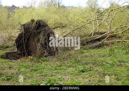 Un arbre déraciné près du goyt de rivière dans de nouvelles usines , derbysire Banque D'Images