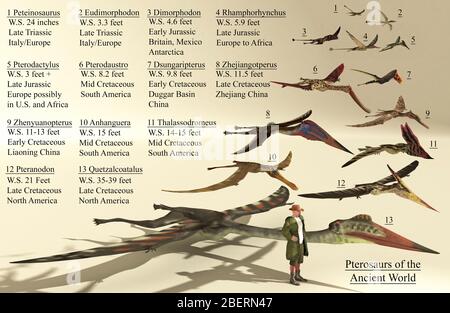 Tableau de référence de taille de divers ptérosaures du monde entier. Banque D'Images