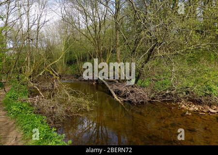 Un arbre déraciné près du goyt de rivière dans de nouvelles usines , derbysire Banque D'Images