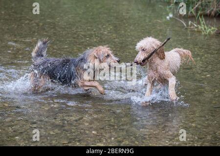 Jeune terrier et un caniche qui coule dans la rivière.deux heureux chiens jouent avec un bâton dans l'eau d'une rivière par une journée ensoleillée, Leitha River, Autriche Banque D'Images