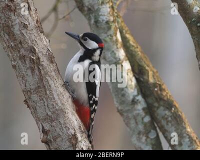 Great spotted Woodpecker Banque D'Images