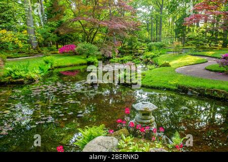 Vue magnifique sur le poand dans le jardin japonais de la Haye. Étang et réflexions , japanes Émaple arbre avec feuilles rouges Banque D'Images