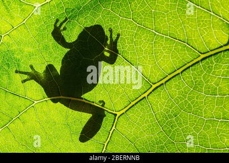 Grenouille verte européenne Hyla arborea sur la feuille en silhouette légère. Banque D'Images